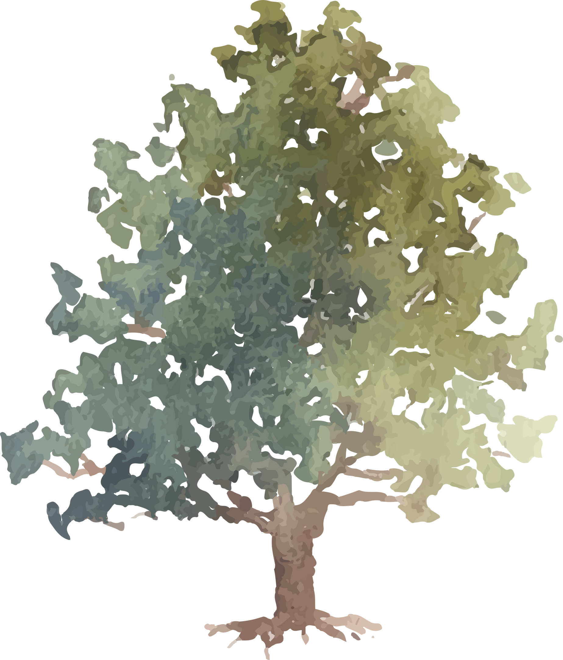 Tree Watercolor Illustration