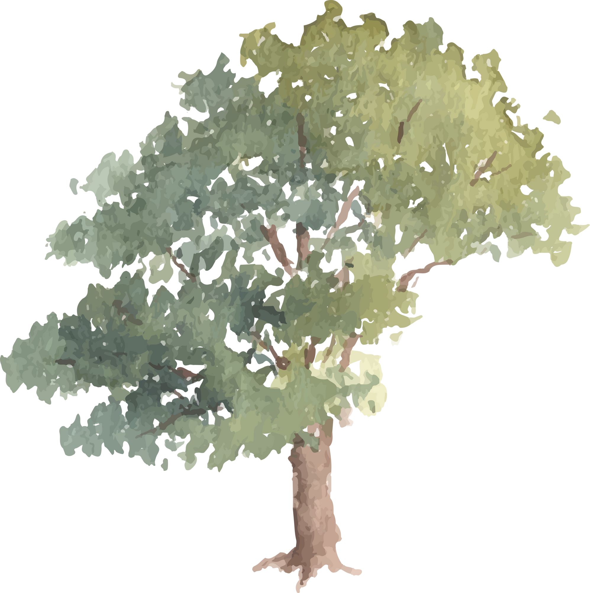 Tree Watercolor Illustration