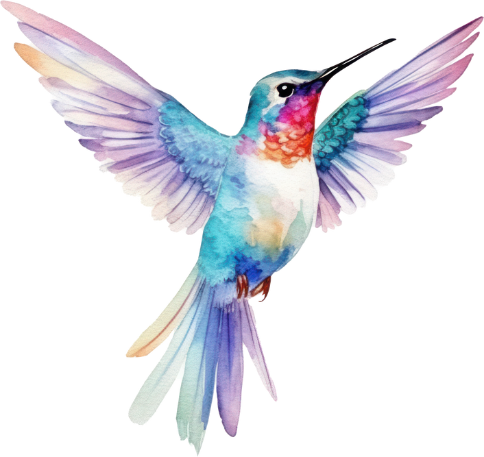 Bird hummingbird Watercolor Illustration