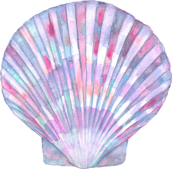 Watercolor Seashell Element