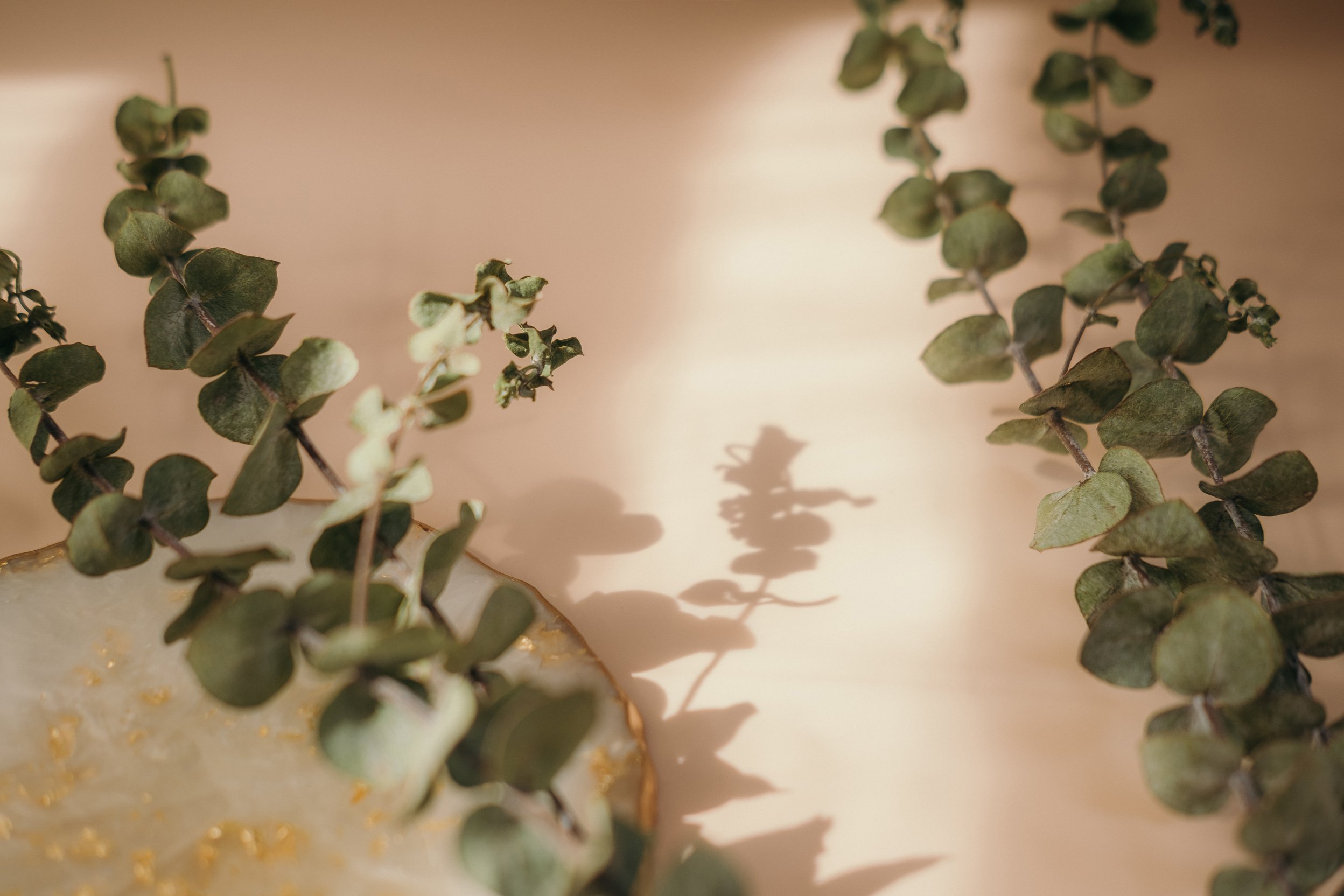 Eucalyptus leaves on neutral background