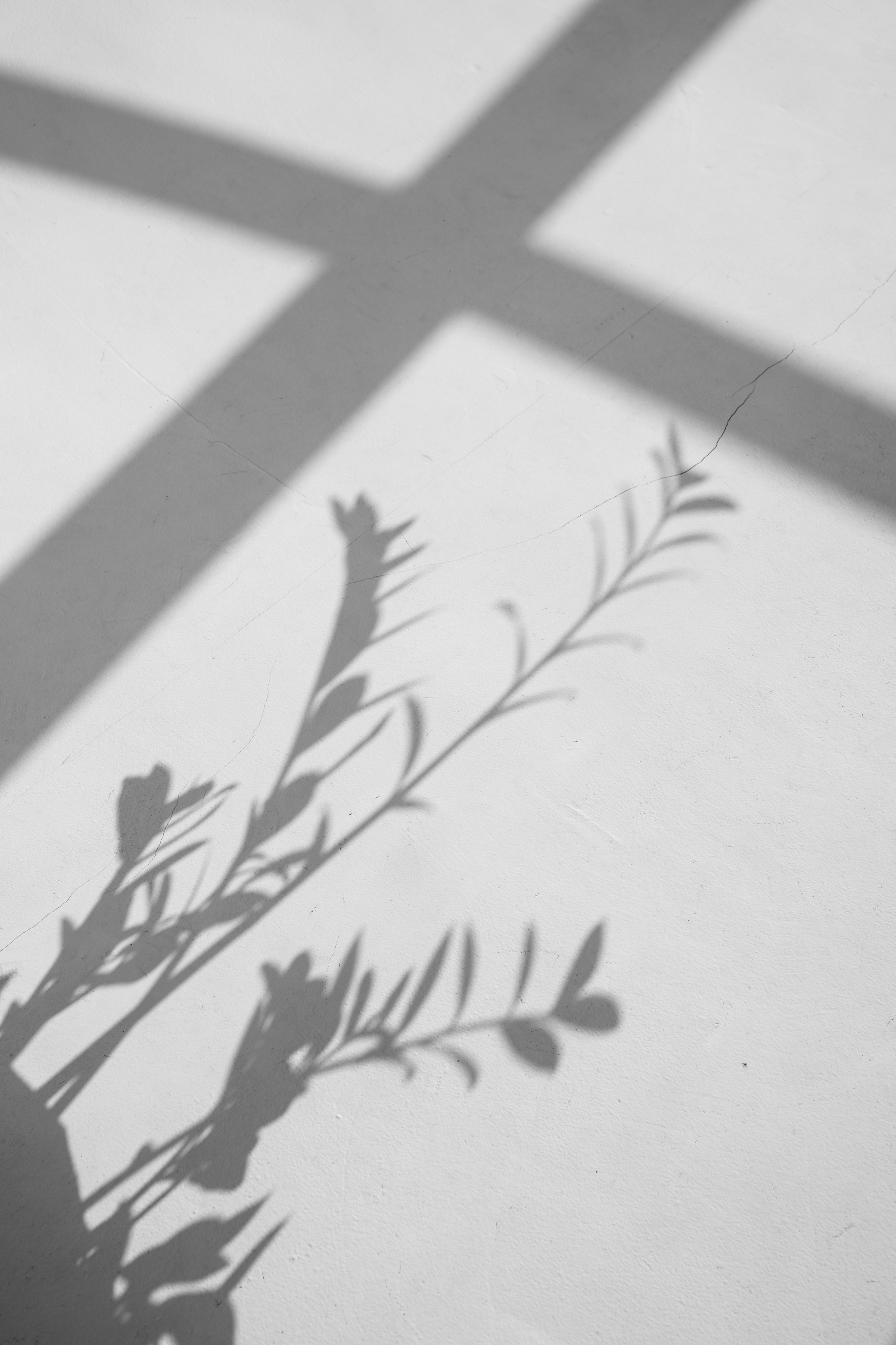 Shadow of Leaves on a Wall